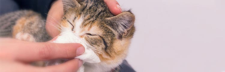How does a cat catch a cold discount