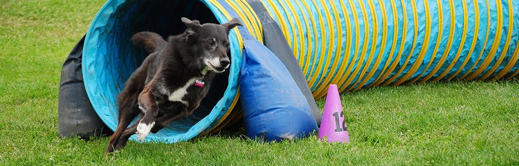 Dogs at large agility sales