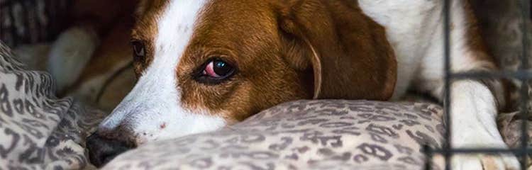 Treating severe separation on sale anxiety in dogs