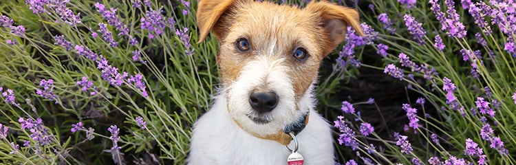 Using lavender oil on dogs on sale