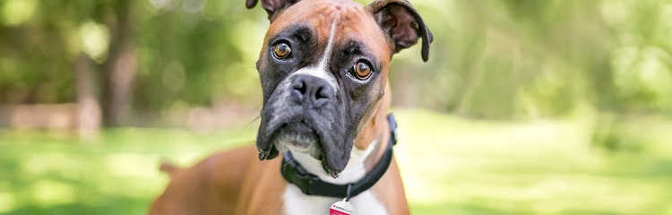24Petwatch The Boxer Breed information and care guide