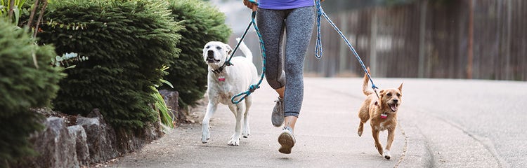 Tips for walking multiple dogs at once 2025
