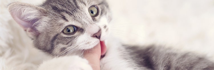 How to stop my kitten from biting top