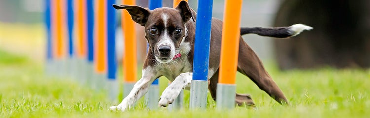 24Petwatch An overview of dog agility training
