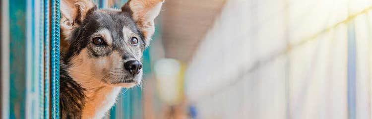 Temporary home for my dog hot sale near me