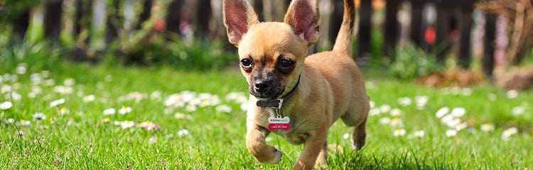 Owning a chihuahua cheap
