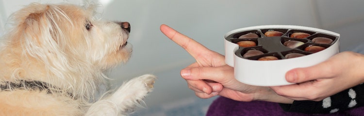 24Petwatch Blackberry Biscuit Holiday Dog Recipe