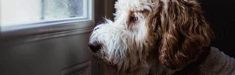 Best treatment for dog separation hot sale anxiety