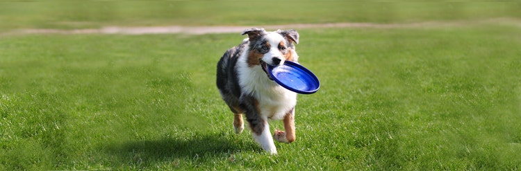 Australian shepherd frisbee training on sale