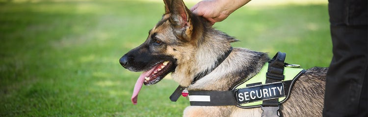 are german shepherds natural good guard dogs