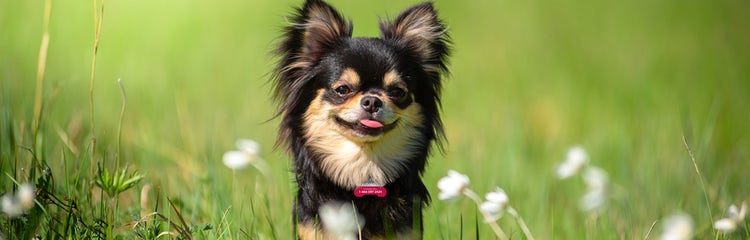 Medium haired chihuahua online