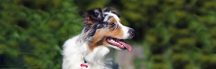 Australian 2025 shepherd photos