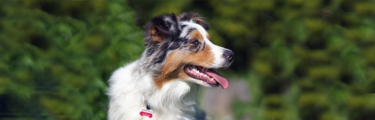 Australian Shepherd (Aussie): Breed Characteristics & Care