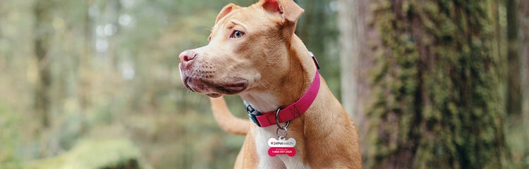24petwatch tags hot sale
