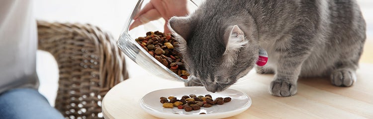 Breed specific cat food sale