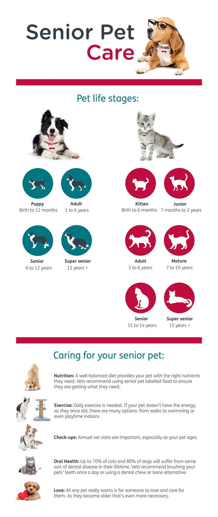 When Fido Becomes a Fossil: Care Tips for the Golden Years