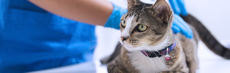 24Petwatch Are essential oils safe for dogs and cats