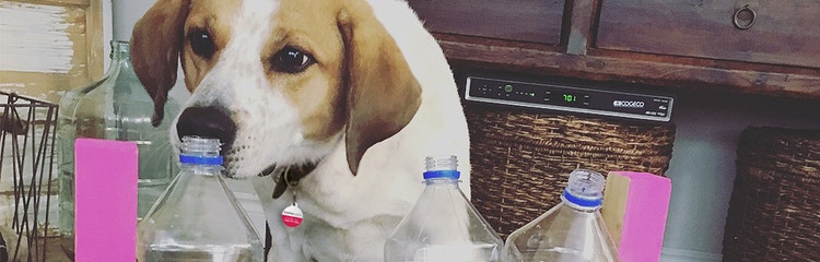 Dog treat top dispenser diy