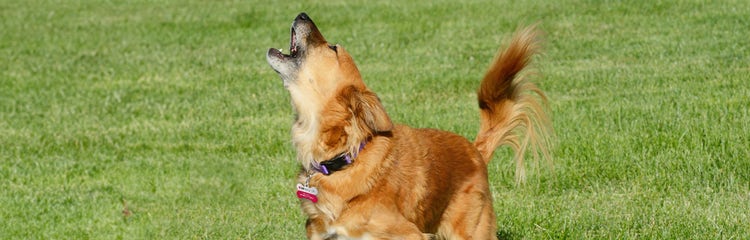 How to stop dog barking when playing online