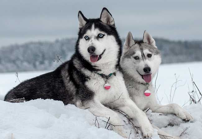 Siberian sales husky photos