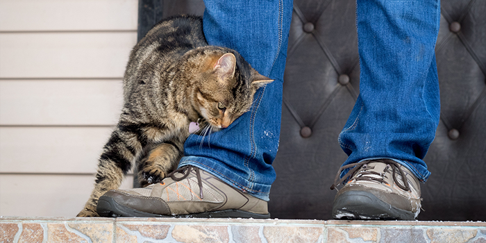 Cat purring and rubbing against young women