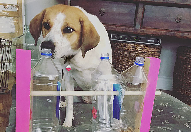 dog treat dispenser diy