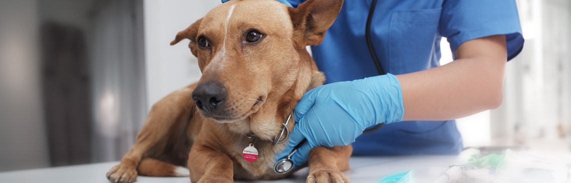 Can a parvo shot make deals dog sick