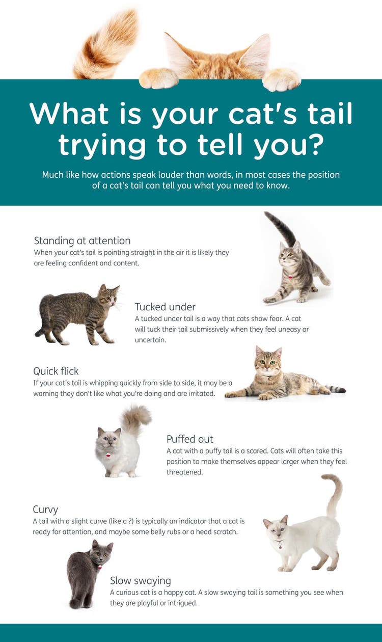 Learn what your cat's tail is trying to tell you