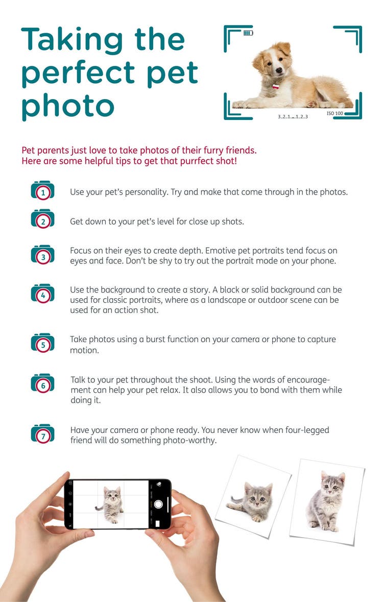 Tips on how to take the perfect pet photo