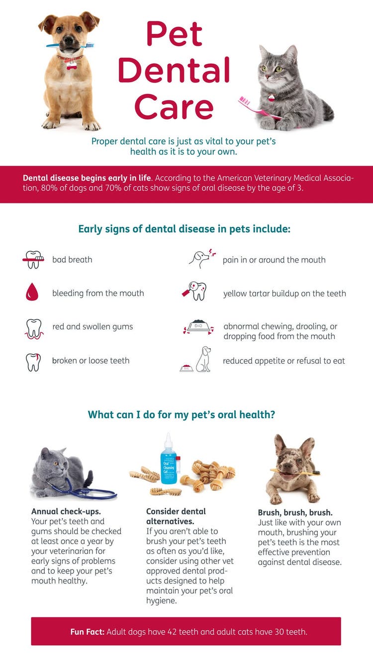Pet Dental Care Infographic