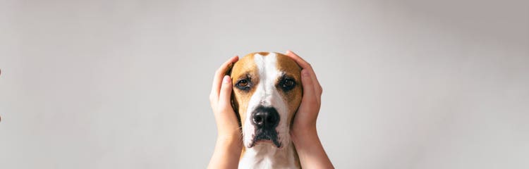 24PW-PetSafetyFireworks-Hero.png