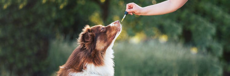 24PW-PetSafetyFireworks-Image2.png