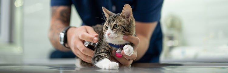 24Petwatch: How often pets should go to the vet | Vet visit schedules