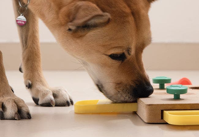 Cat And Dog Puzzle Toys To Bust Boredom