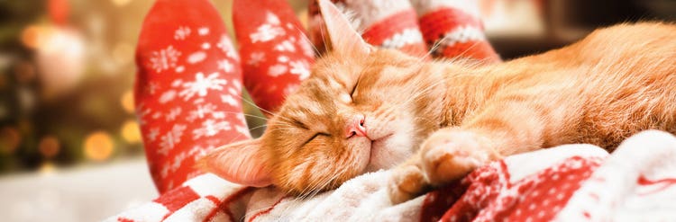 Holiday-safety-tips-cats_Image2 - 1