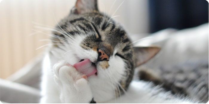 Cat licking paw