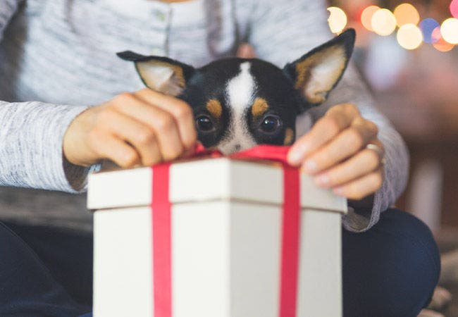 Pet Gifts for the Holidays: Our Top Picks for Your Furry Friends