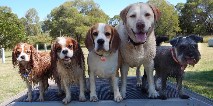 dogs playing at a dog daycare