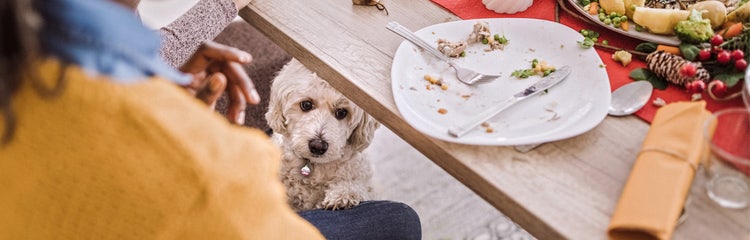Safe table food deals for dogs