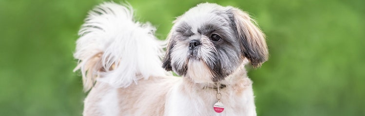 24Petwatch: The Shih Tzu | Breed information and care guide