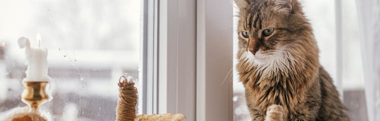 Holiday-safety-tips-cat_Hero - 1