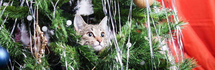 Holiday-safety-tips-cats_Image1 - 1