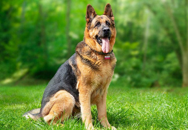 The essential german shepherd dog new arrivals
