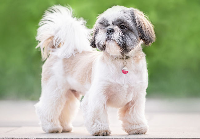 shih tzu big dog