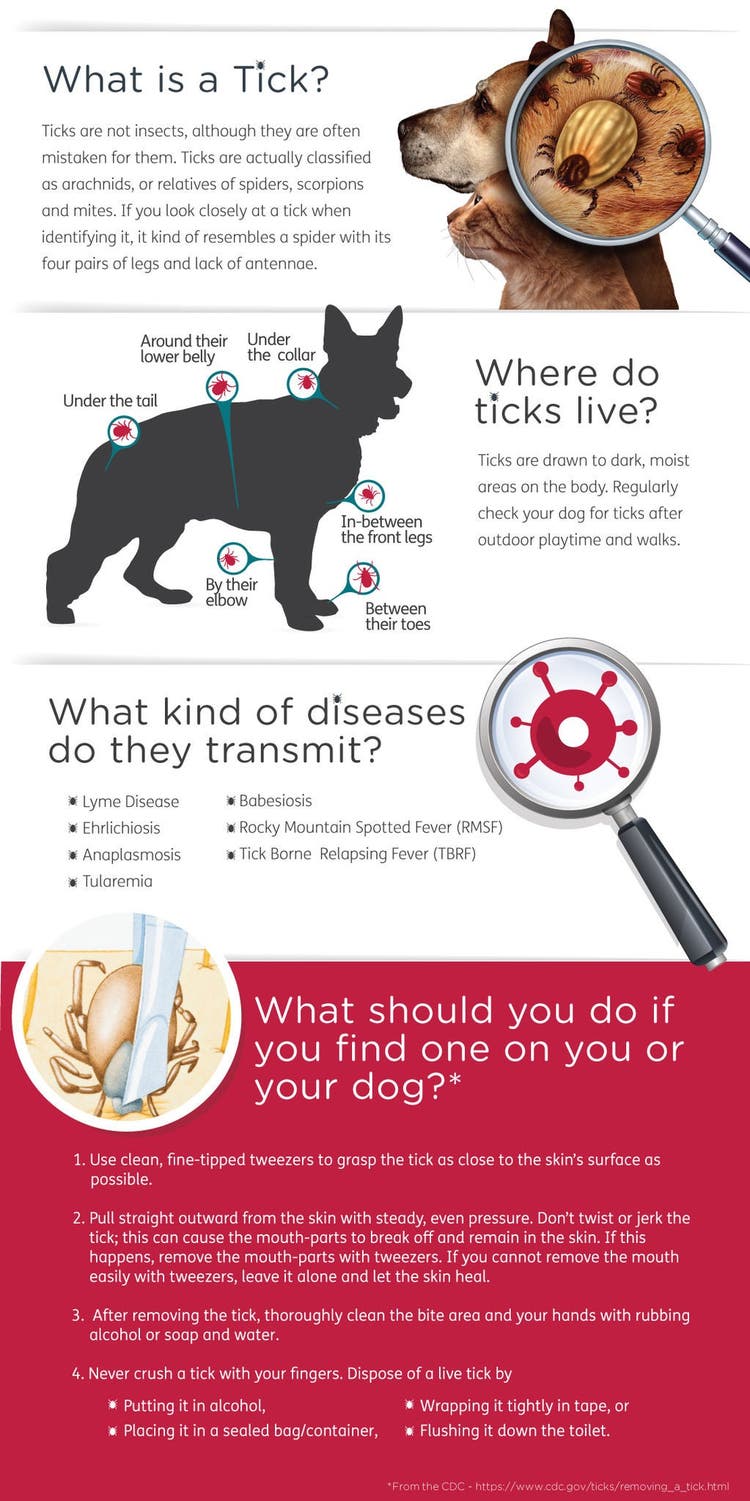 What is a tick? Where do ticks live ? What kind of diseases do they transmit? What should I do if I find one?