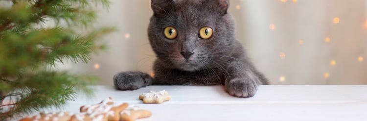 Holiday-safety-tips-cats_Image3 - 1