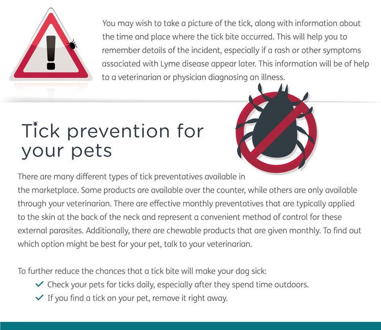 Tick prevention for your pet infographic