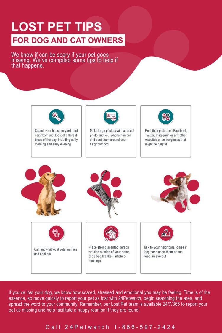 Lost-pet-tips-infographic-US
