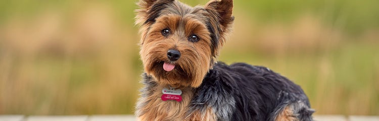 Best bark collar for yorkie best sale