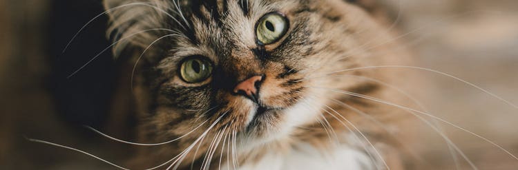 24Petwatch Canada: Cat whiskers facts